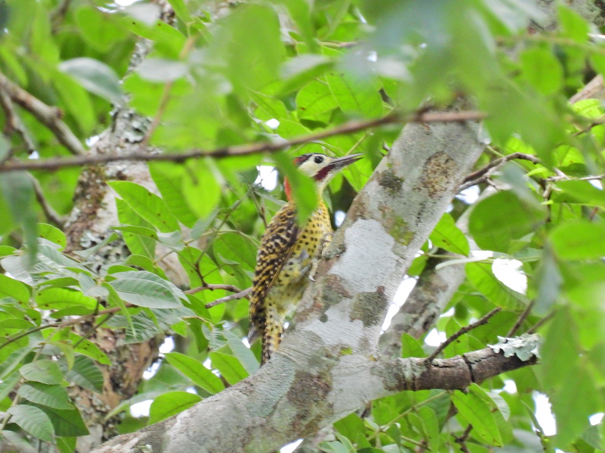 Черноусый дятел - ML645156078