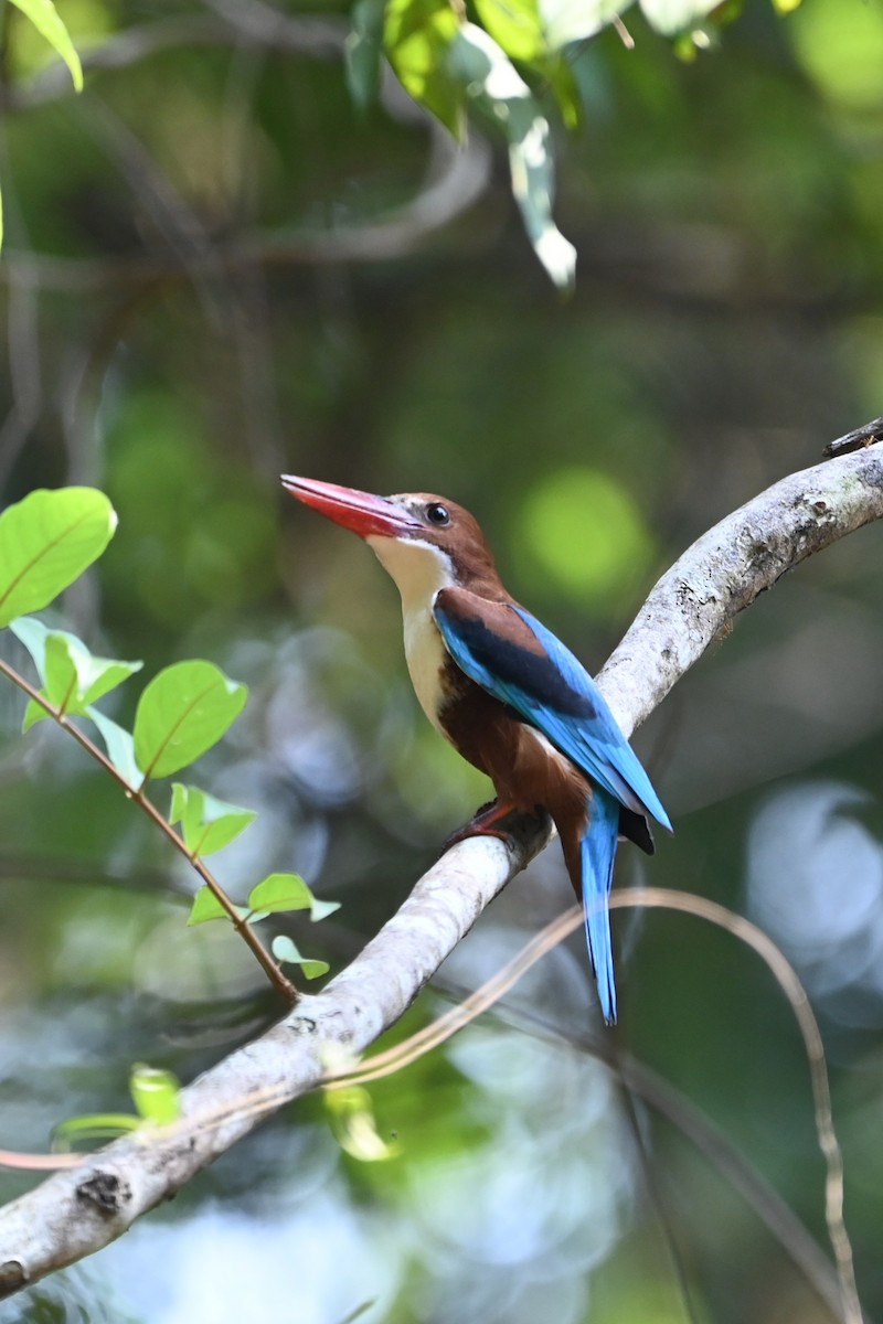 White-throated Kingfisher - ML645156081