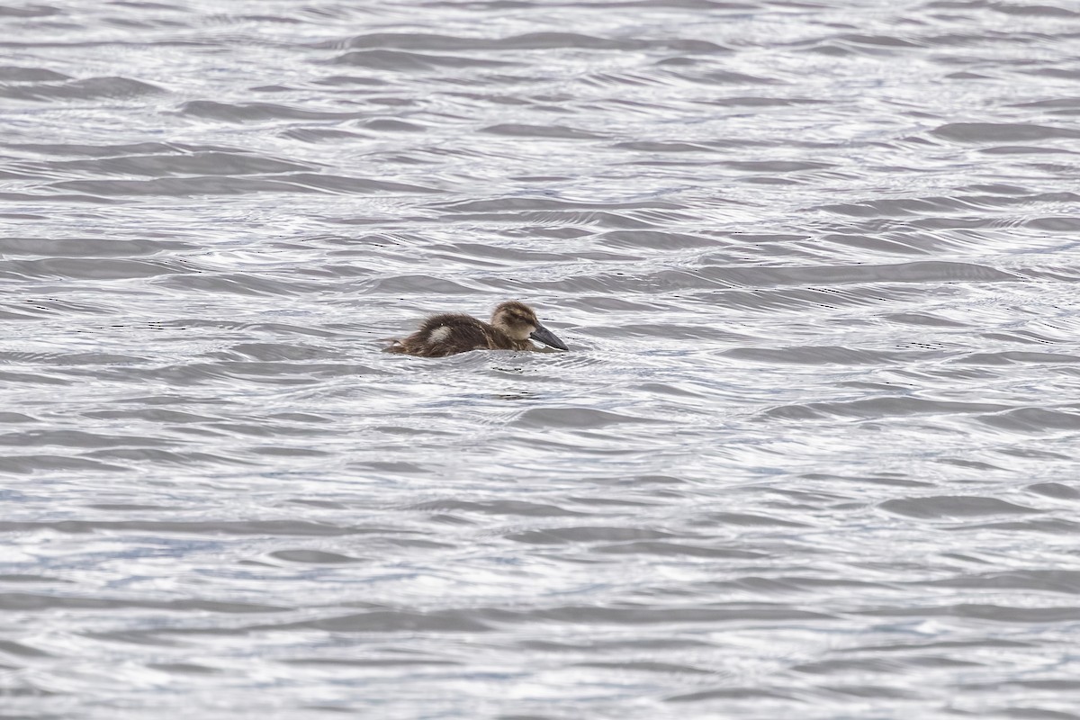 Australasian Shoveler - ML645156082