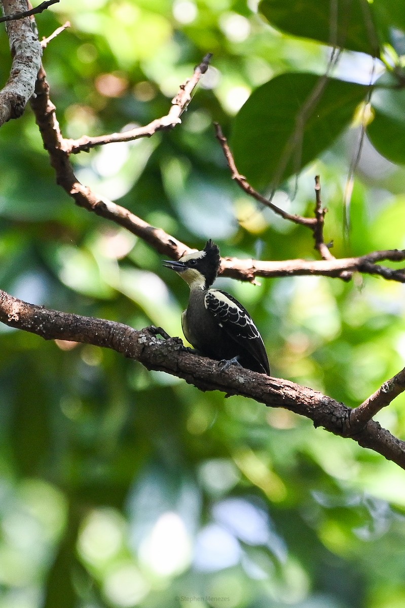 Heart-spotted Woodpecker - ML645156083