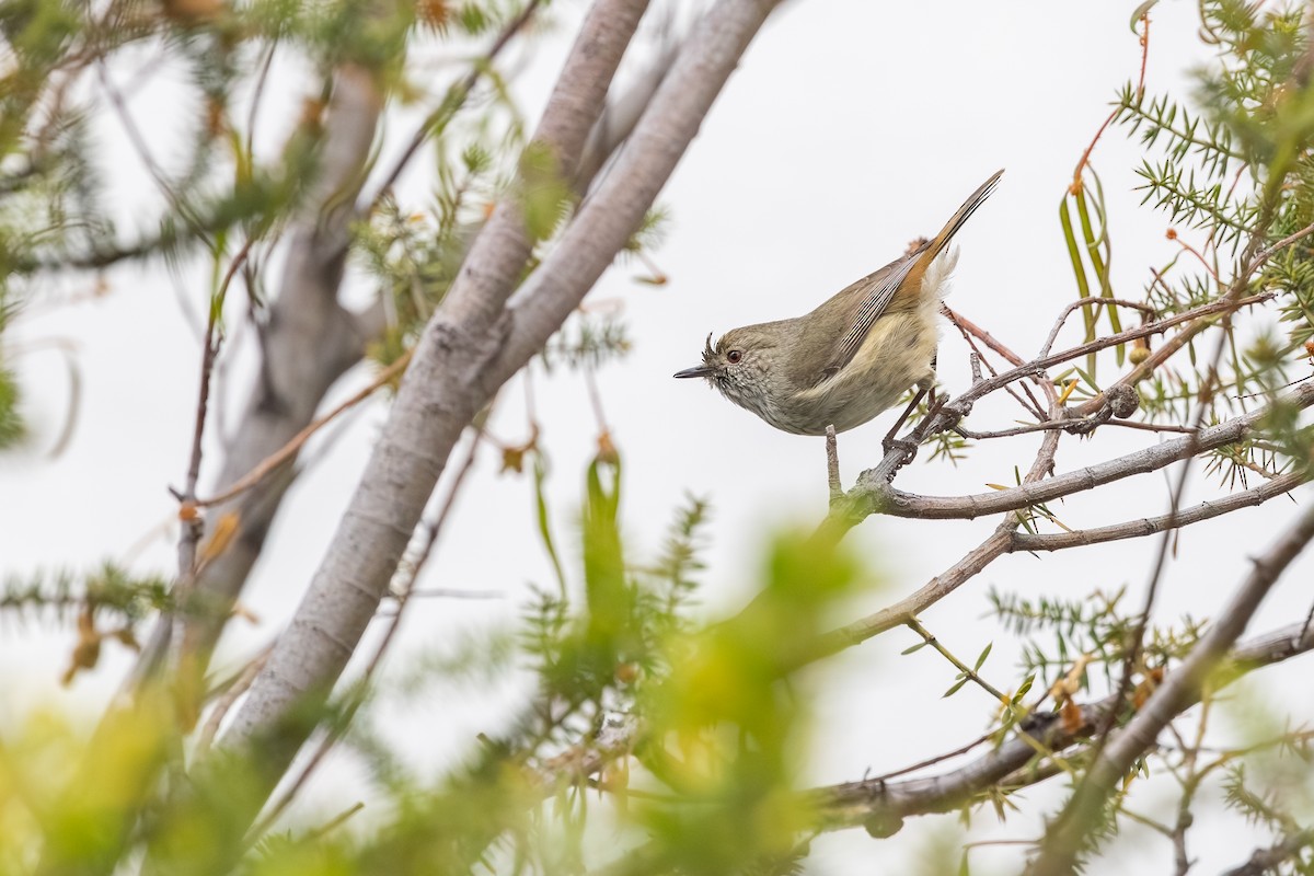 Brown Thornbill - ML645156084
