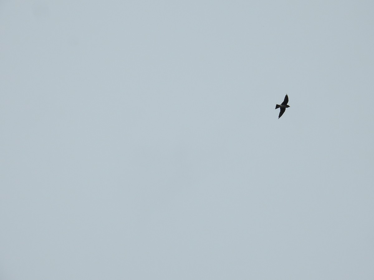 swallow sp. - ML645156087