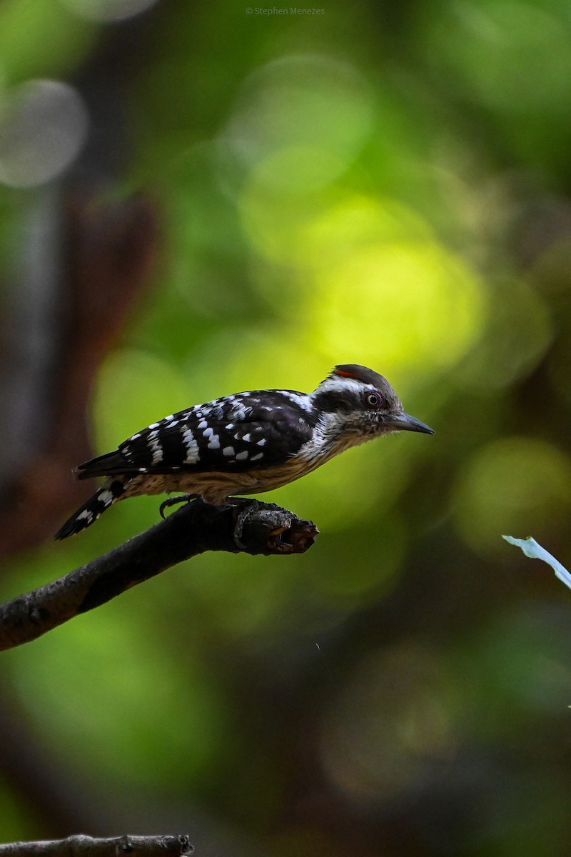 Brown-capped Pygmy Woodpecker - ML645156089