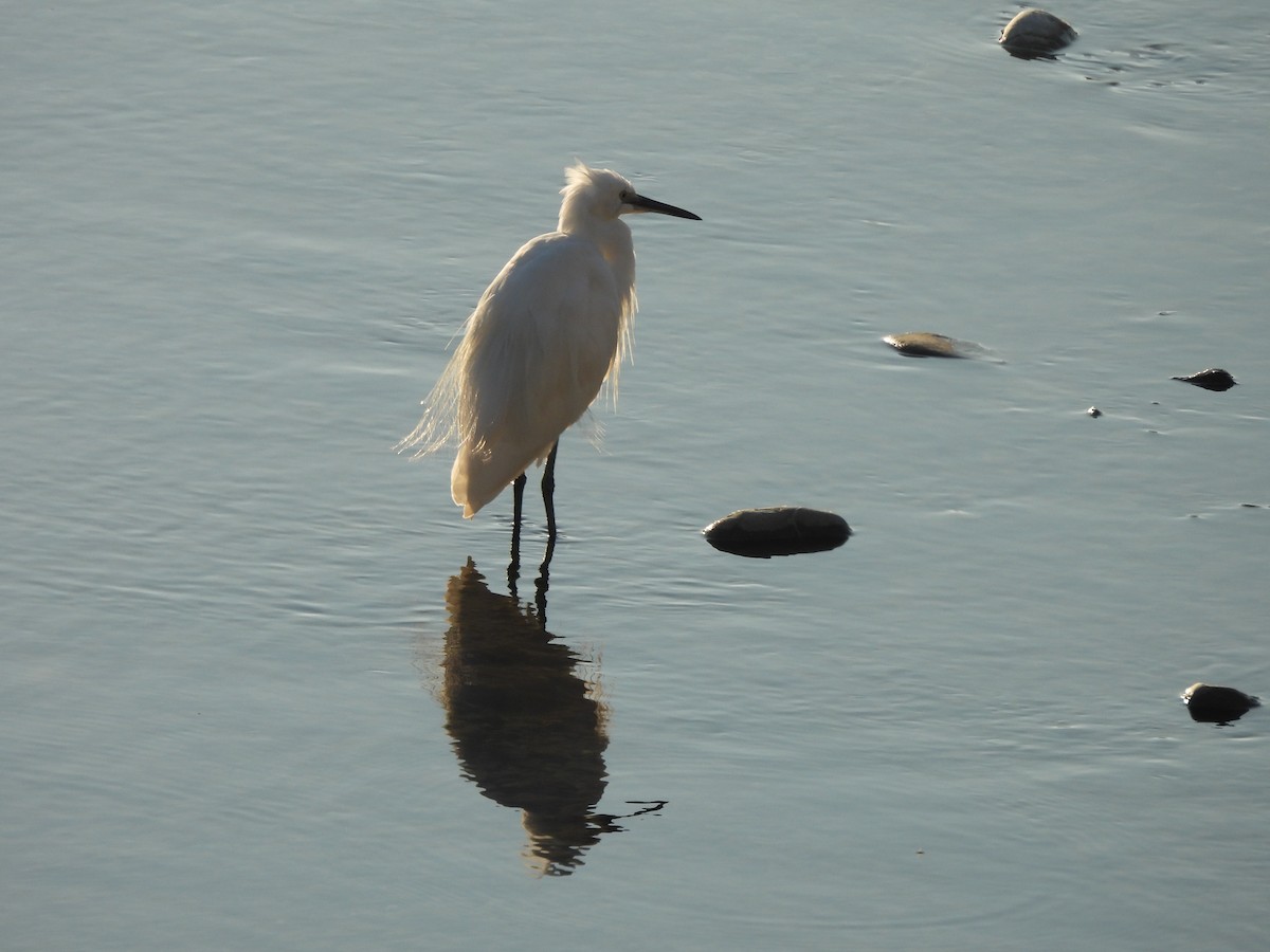 Little Egret - ML645156096