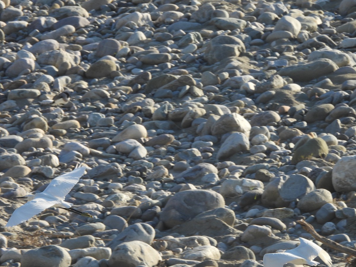 Little Egret - ML645156097