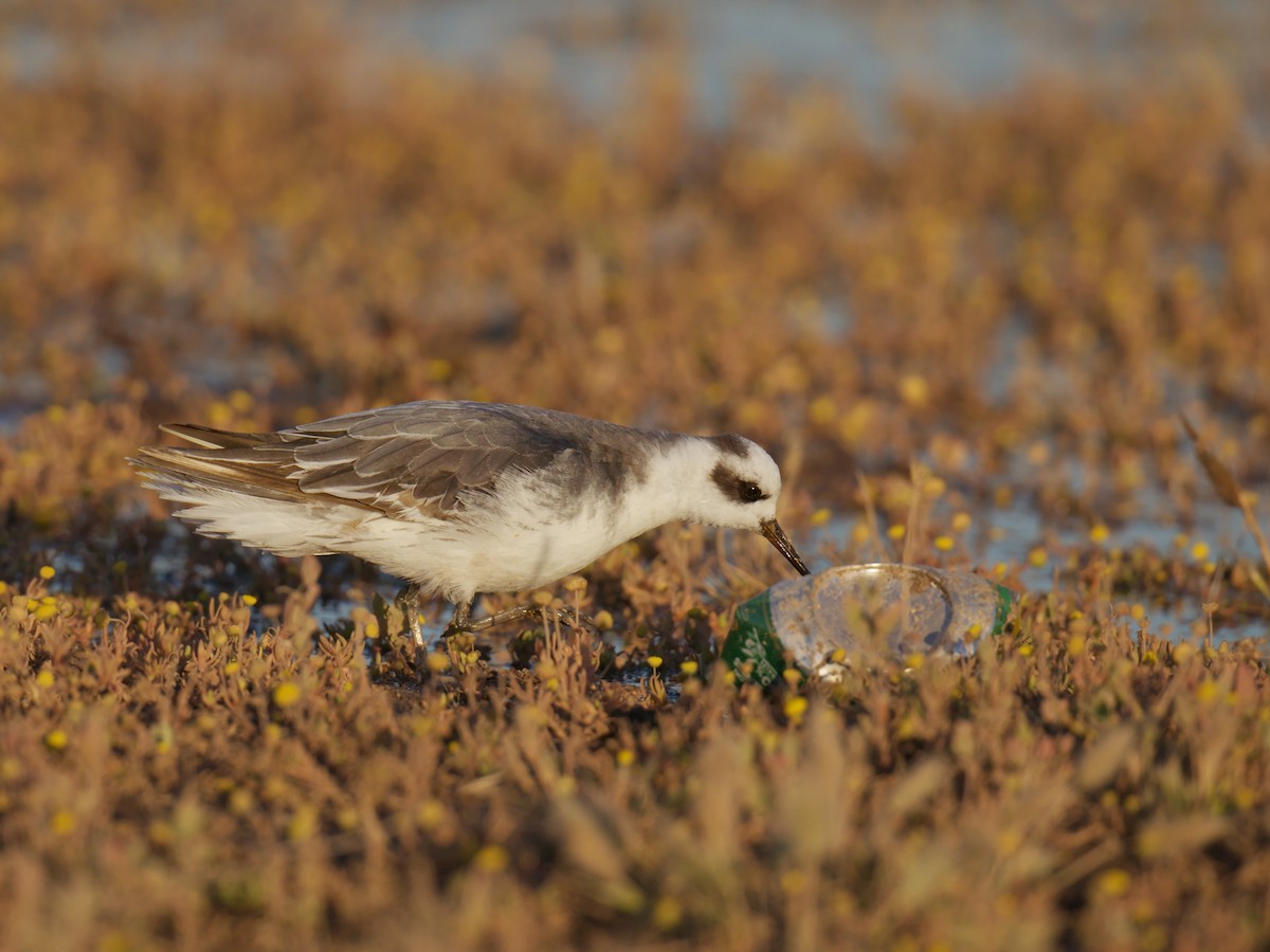 Улаан сэлээхэй - ML645156107