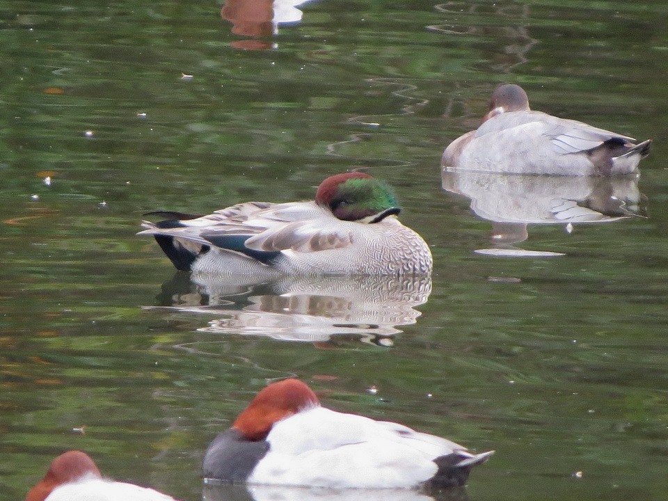 羅文鴨 - ML645156117