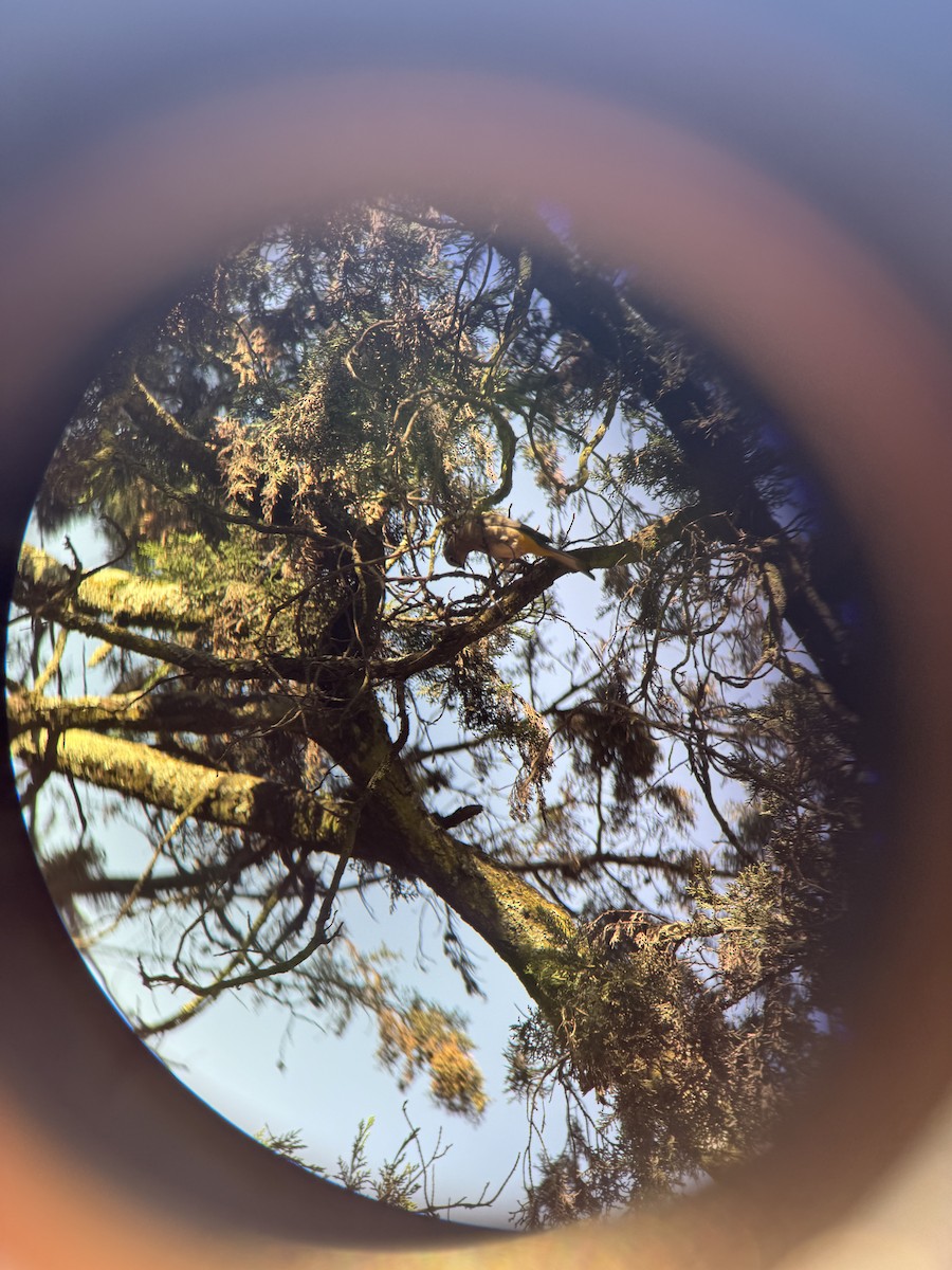 Gray Silky-flycatcher - ML645156118