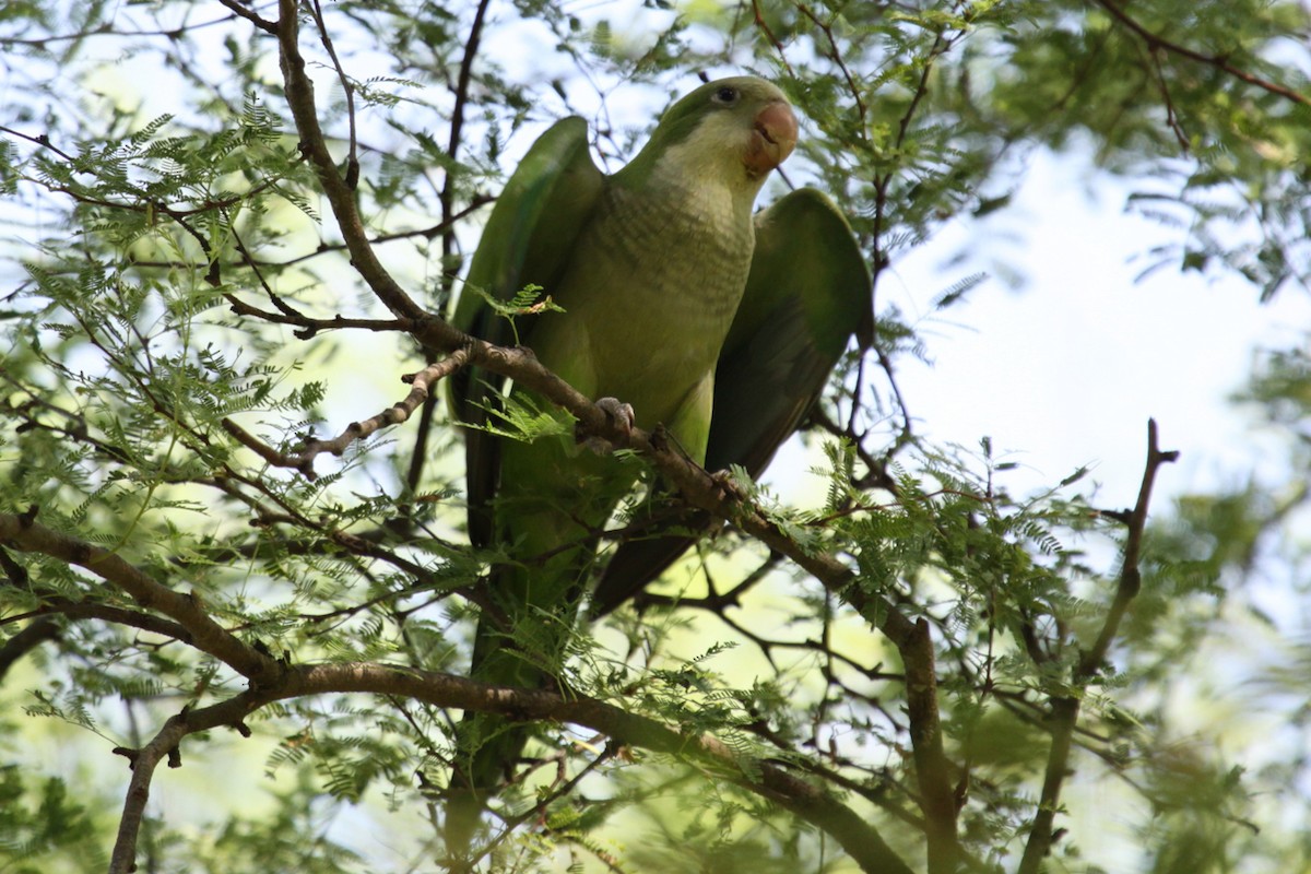 Калита сіроволий - ML645156122