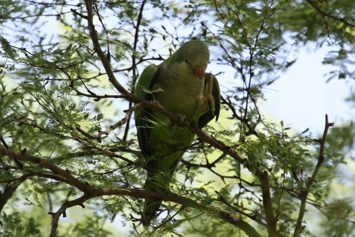 Калита сіроволий - ML645156123