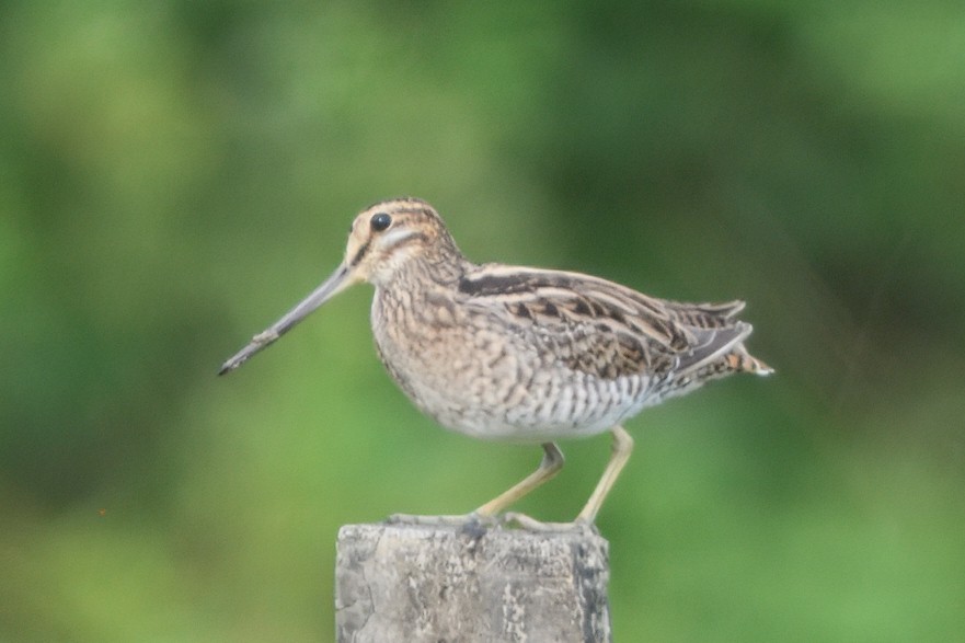 ハリオシギ - ML645156127