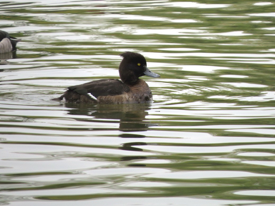 鳳頭潛鴨 - ML645156136