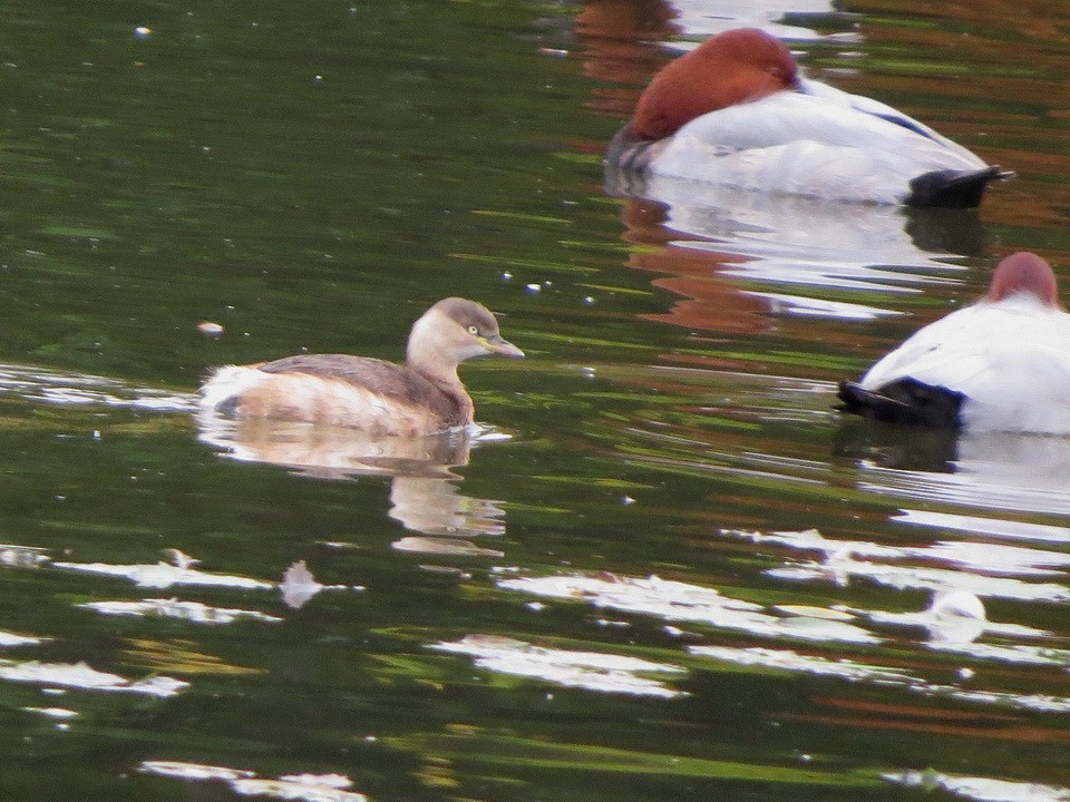 小鸊鷉 - ML645156143