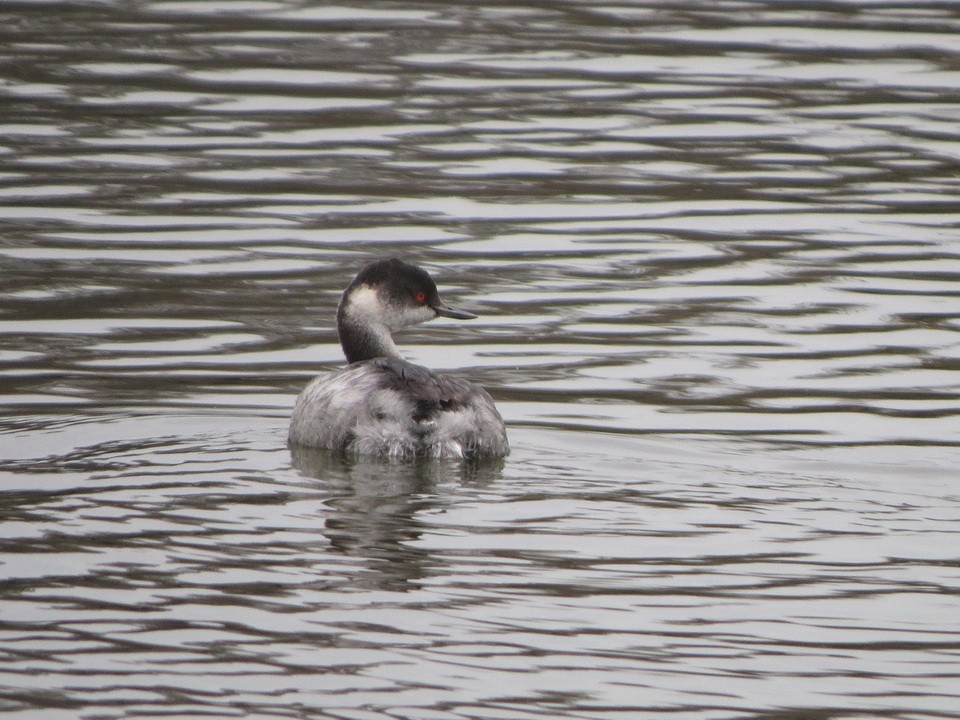 黑頸鸊鷉 - ML645156150