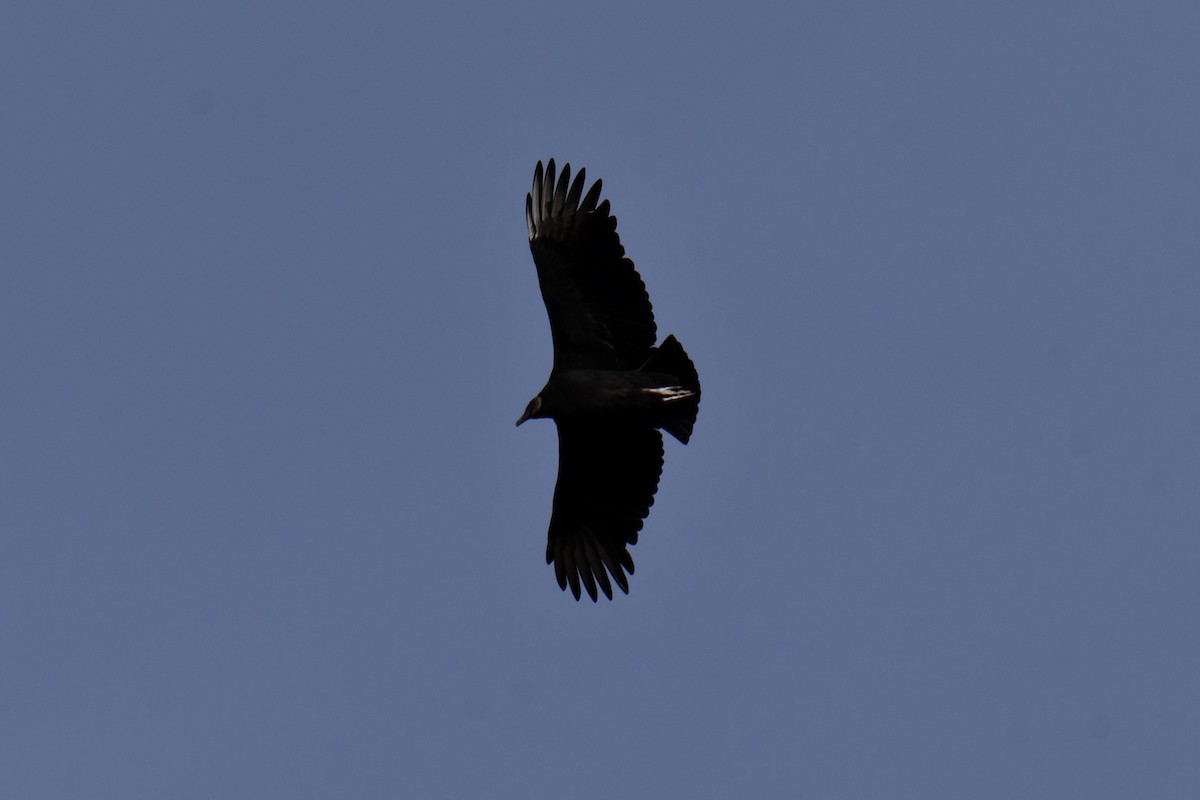 Black Vulture - ML645156153