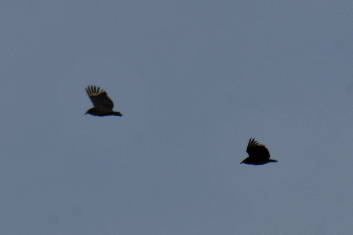 Black Vulture - ML645156155