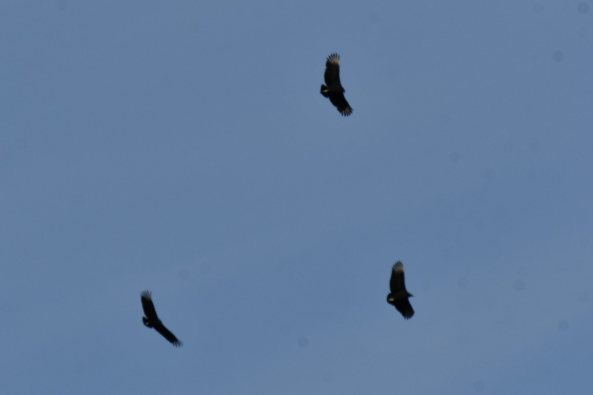 Black Vulture - ML645156156