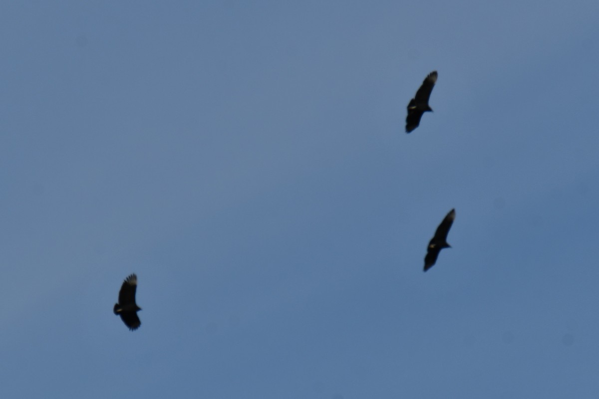 Black Vulture - ML645156157