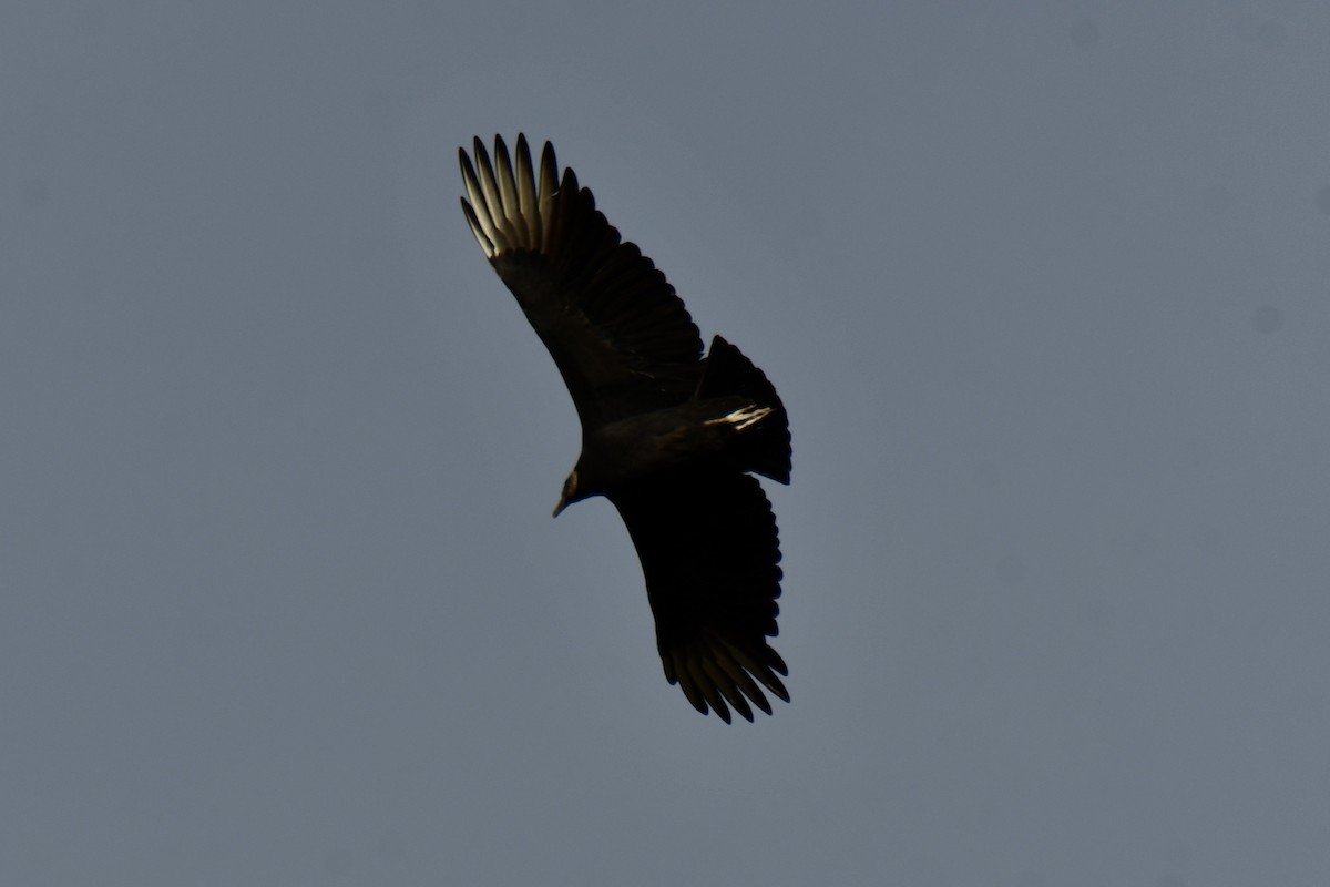 Black Vulture - ML645156158