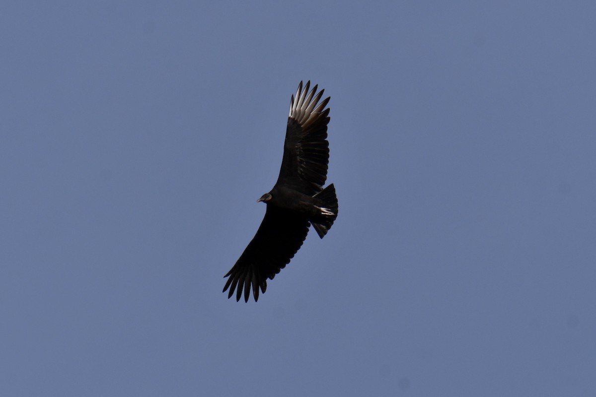 Black Vulture - ML645156159