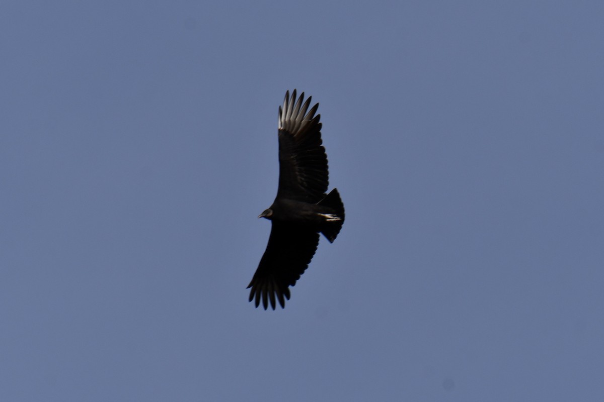 Black Vulture - ML645156160