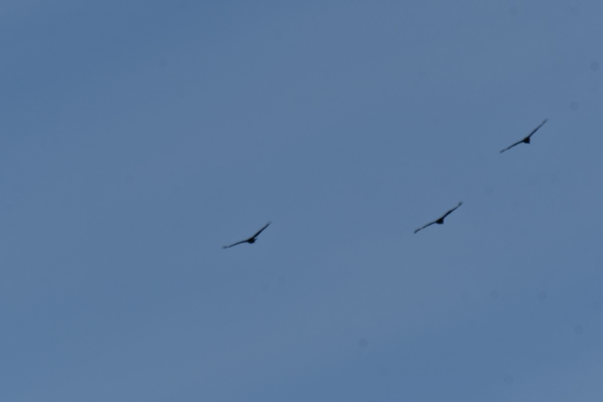 Black Vulture - ML645156161