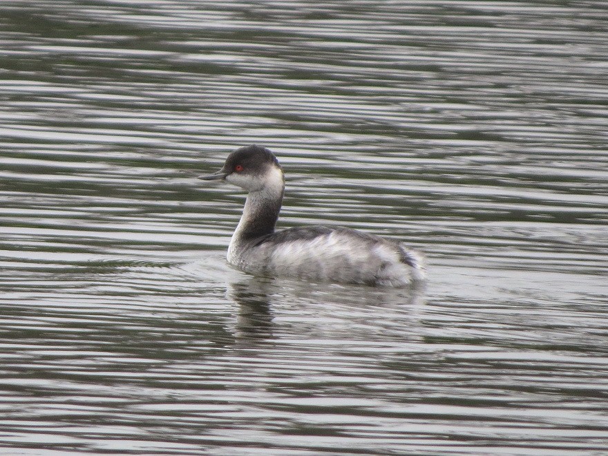 黑頸鸊鷉 - ML645156164