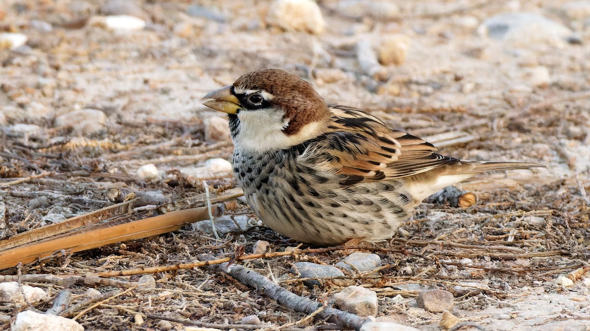 Spanish Sparrow - ML645156167