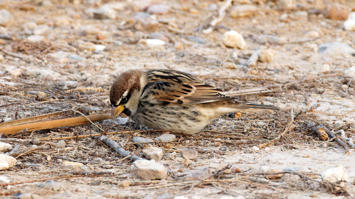Spanish Sparrow - ML645156168