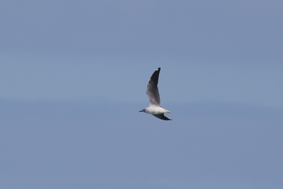 Мартин сіроголовий - ML645156169