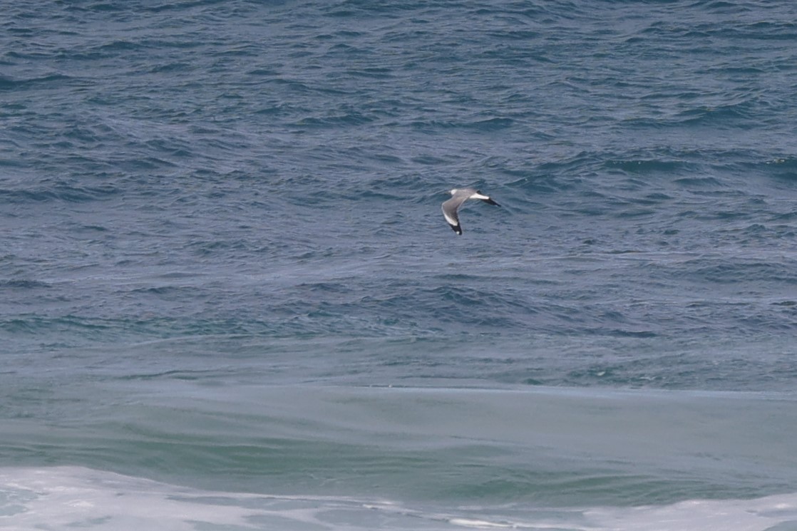 Мартин сіроголовий - ML645156170