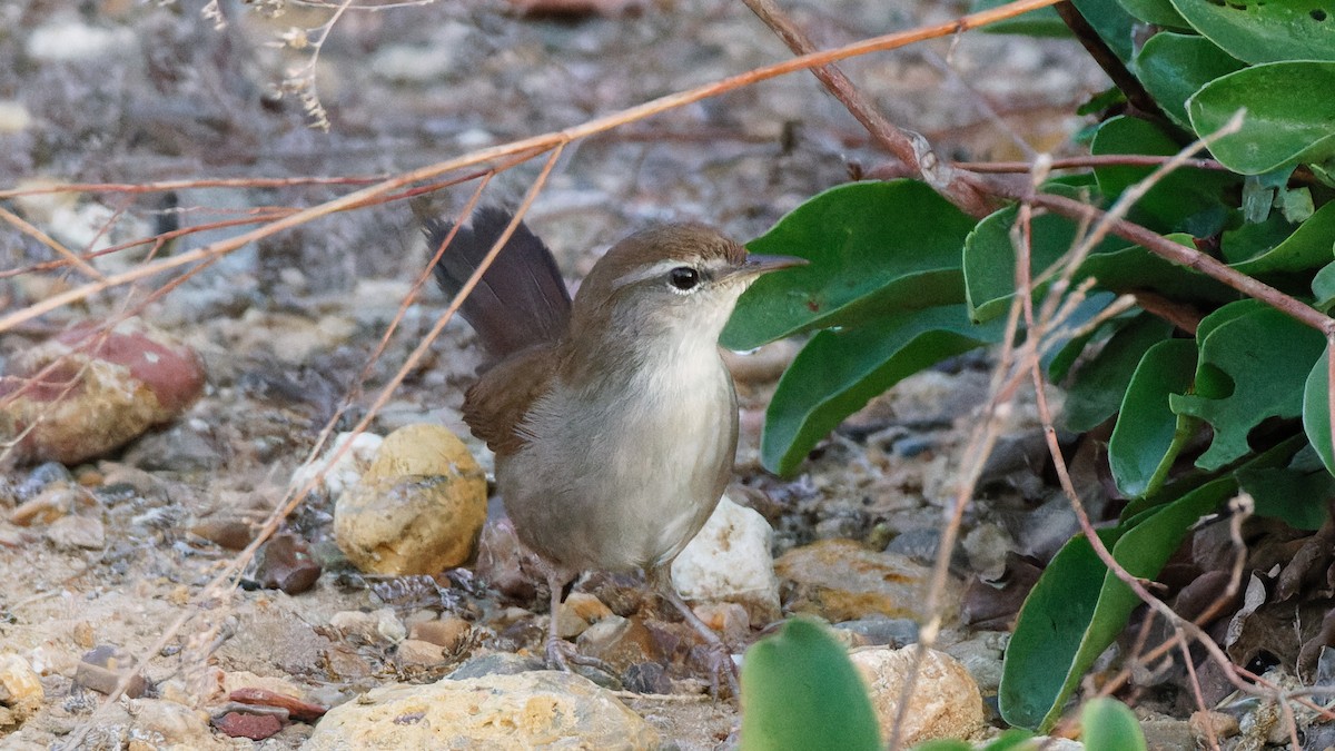 Cetti's Warbler - ML645156175