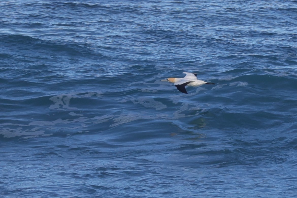 Сула африканська - ML645156180