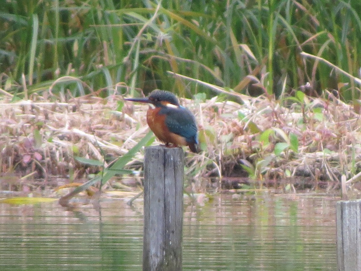 翠鳥 - ML645156181