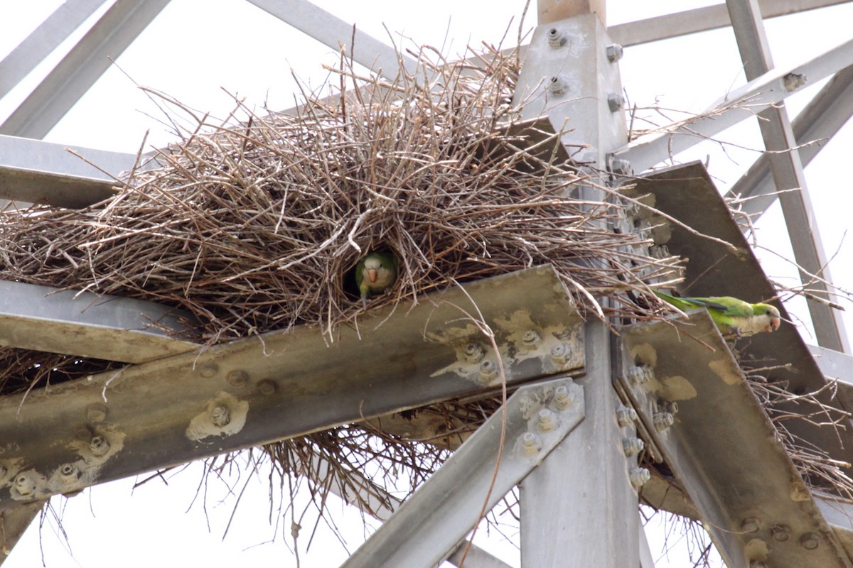 Калита сіроволий - ML645156192