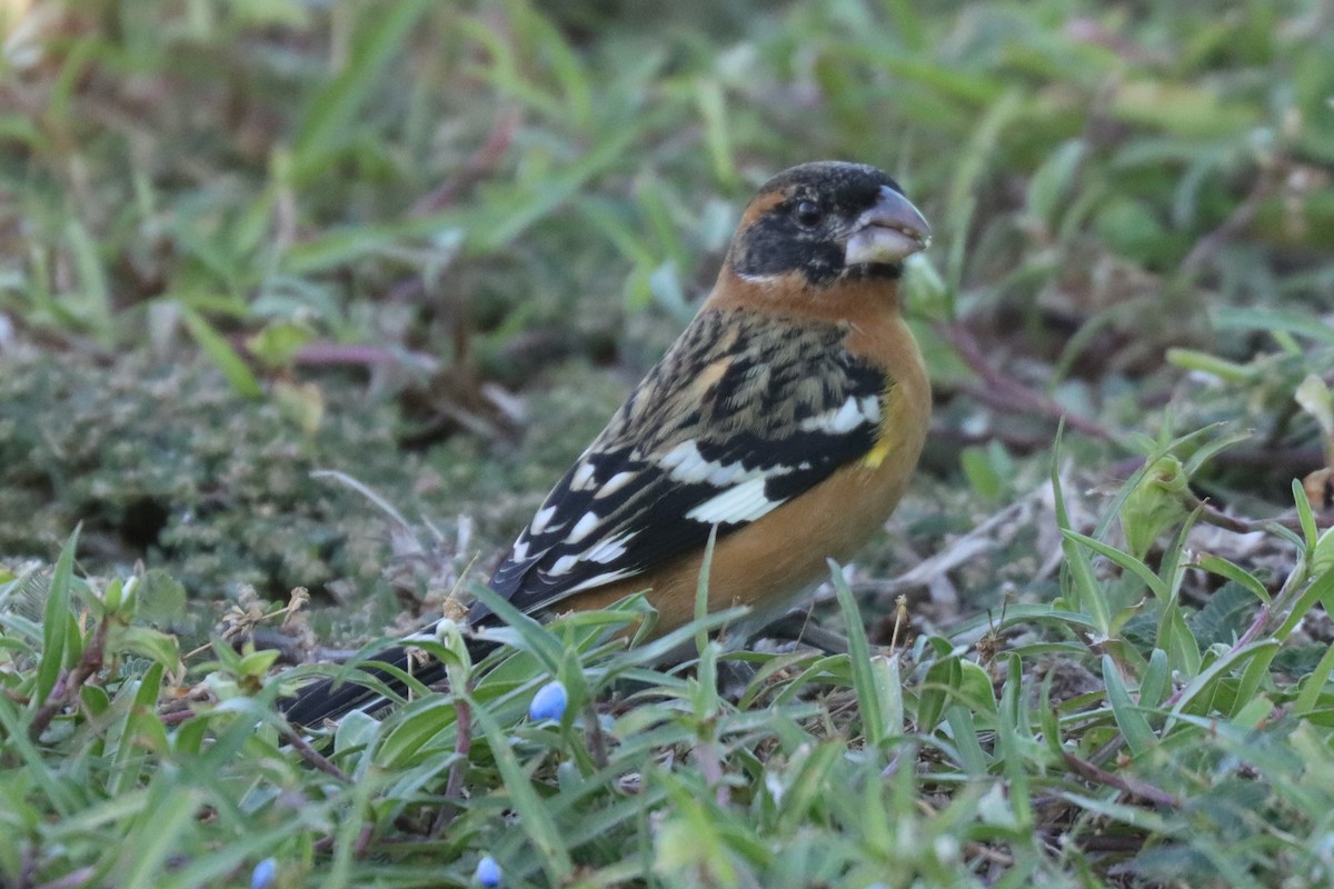 Cardinal à tête noire - ML645156194