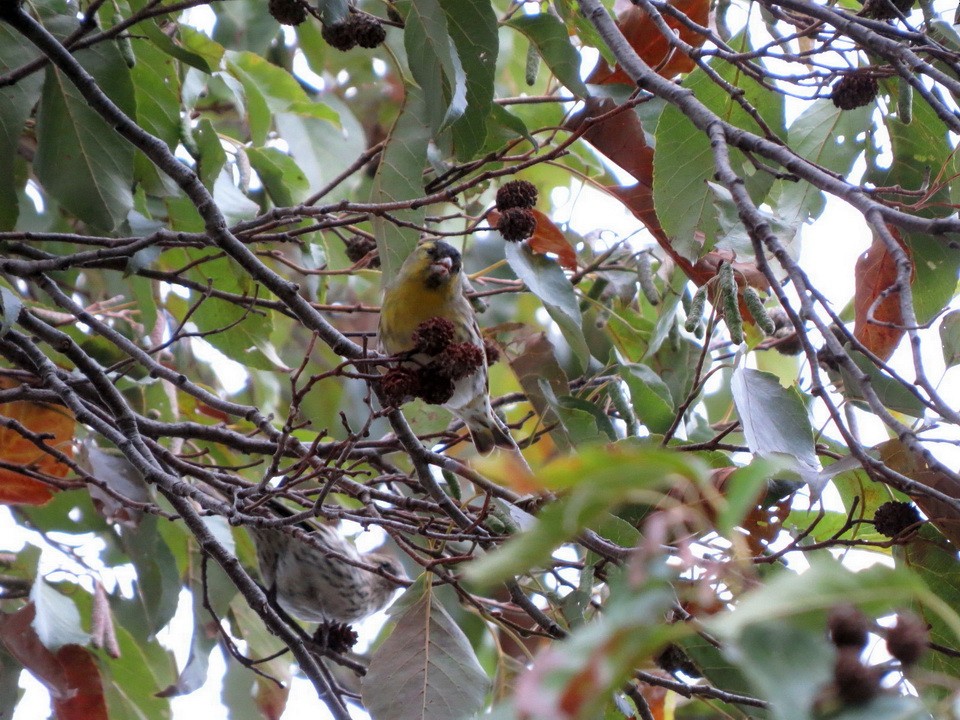 黃雀 - ML645156204