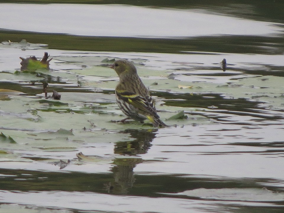 黃雀 - ML645156206