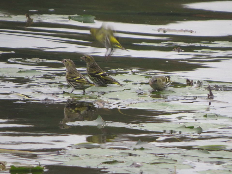 黃雀 - ML645156208