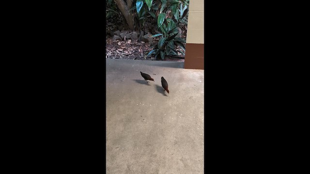 Red-necked Crake - ML645156209