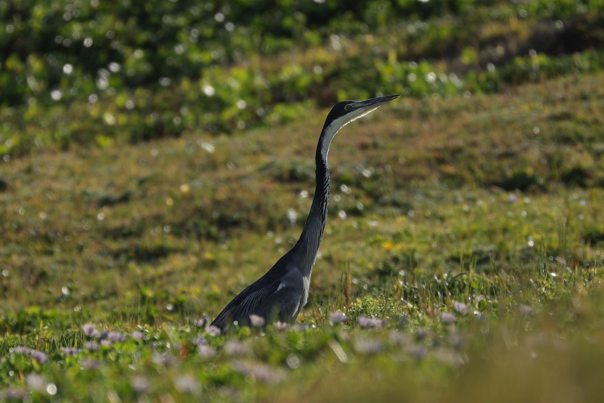 Héron mélanocéphale - ML645156214