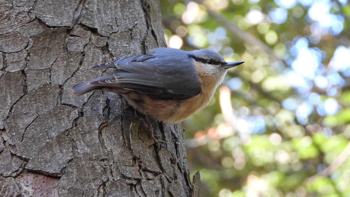 Повзик звичайний - ML645156216