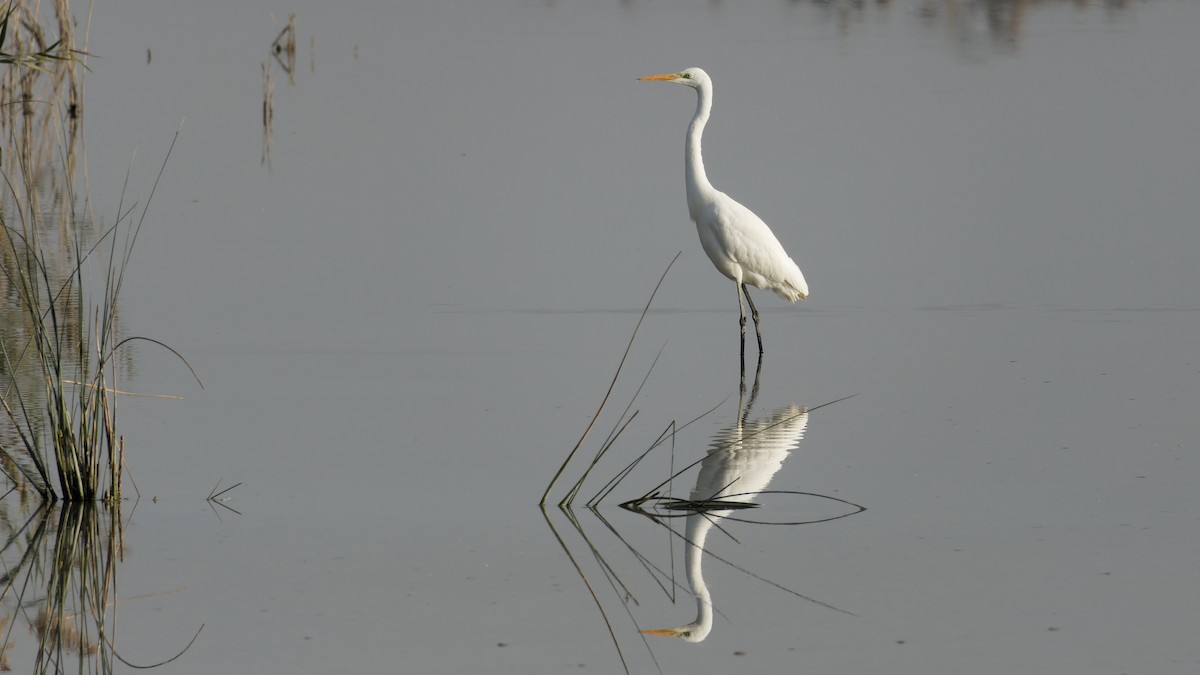 Great Egret - ML645156218