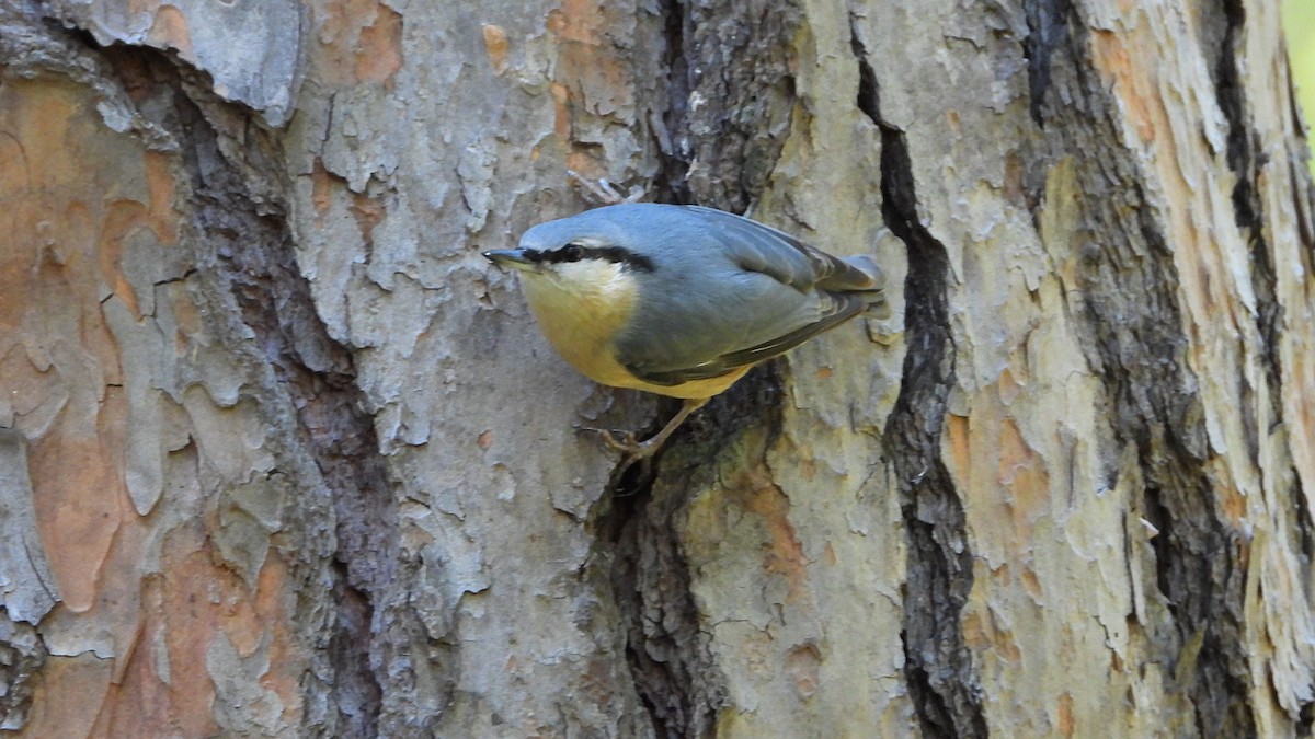 Повзик звичайний - ML645156221