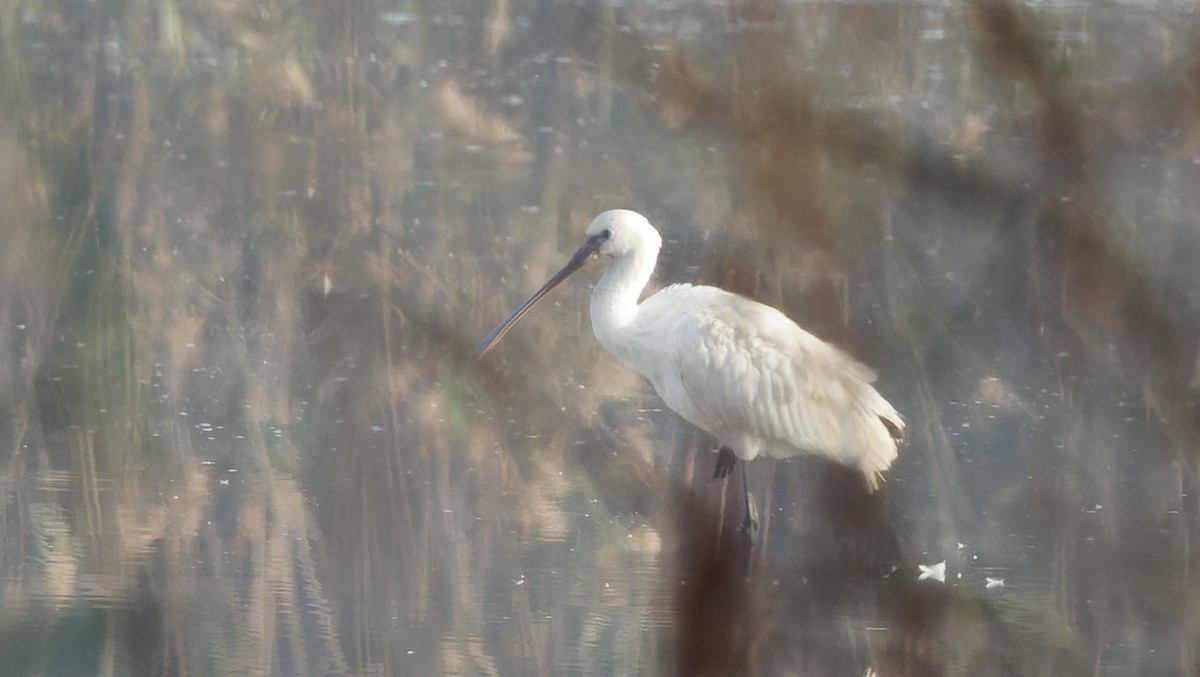 Eurasian Spoonbill - ML645156222