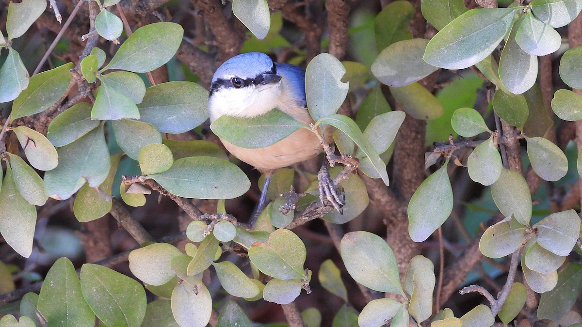 Повзик звичайний - ML645156223