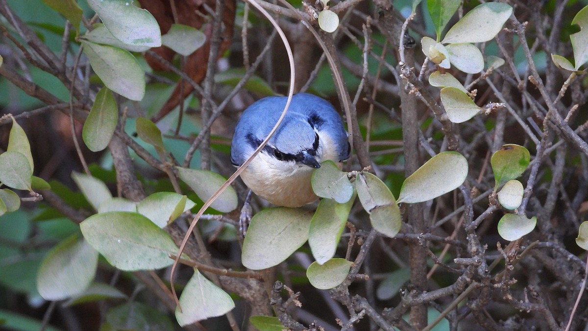 Повзик звичайний - ML645156224