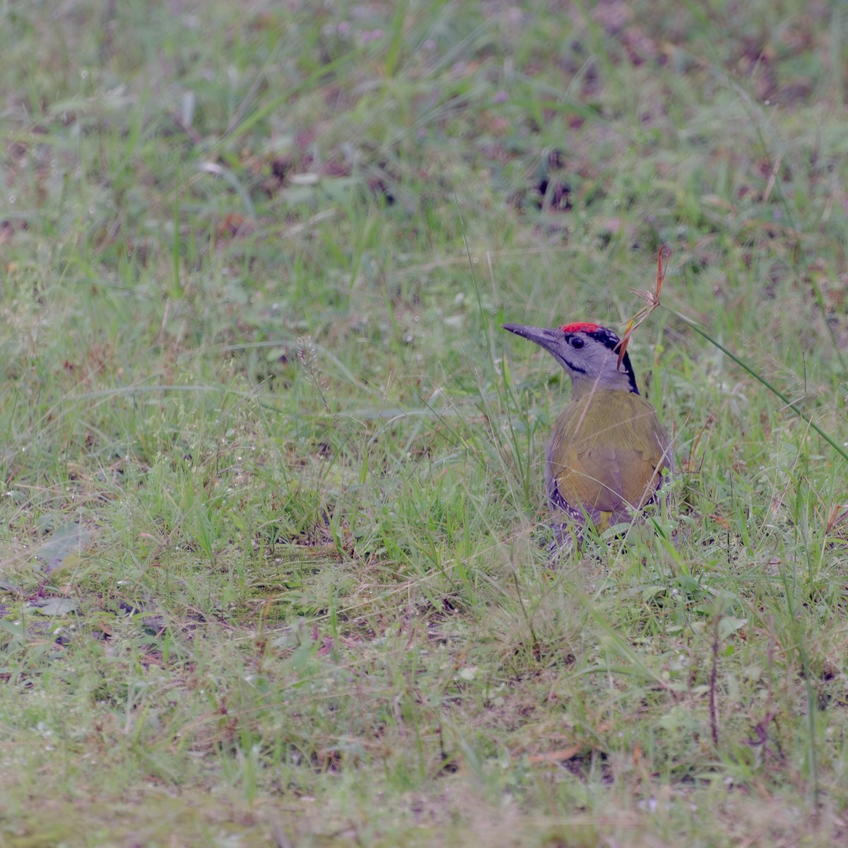 Gray-headed Woodpecker - ML645156236