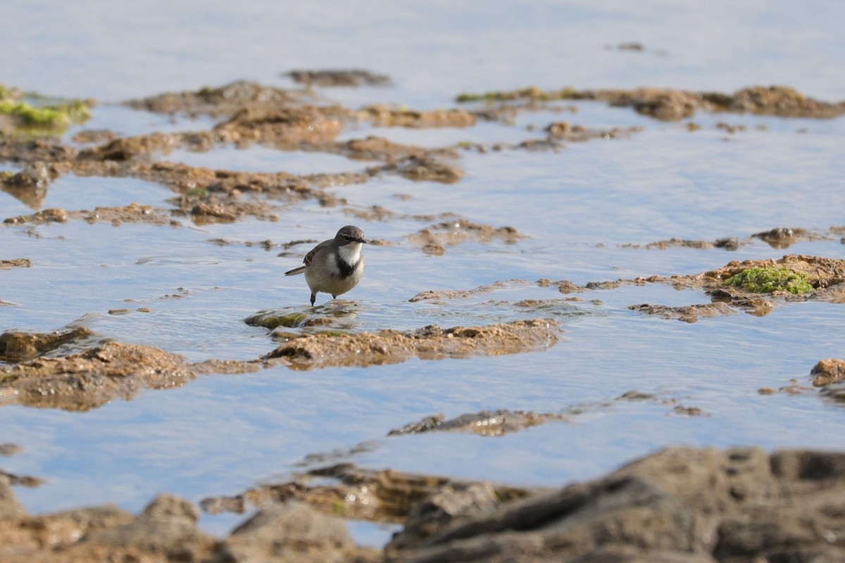 Cape Wagtail - ML645156265