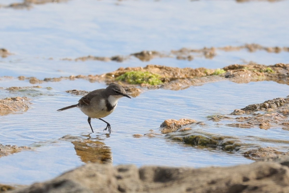 Cape Wagtail - ML645156266